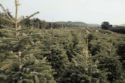 Edenmill Christmas Tree Farm