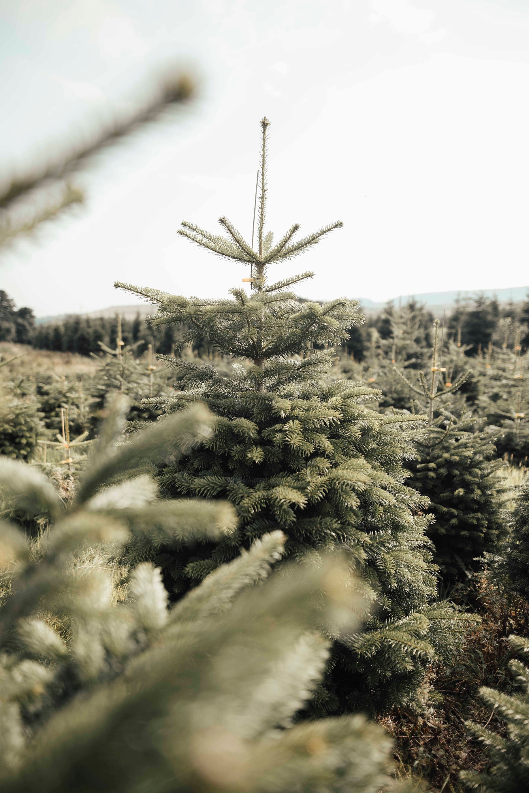 Edenmill Christmas Tree Farm