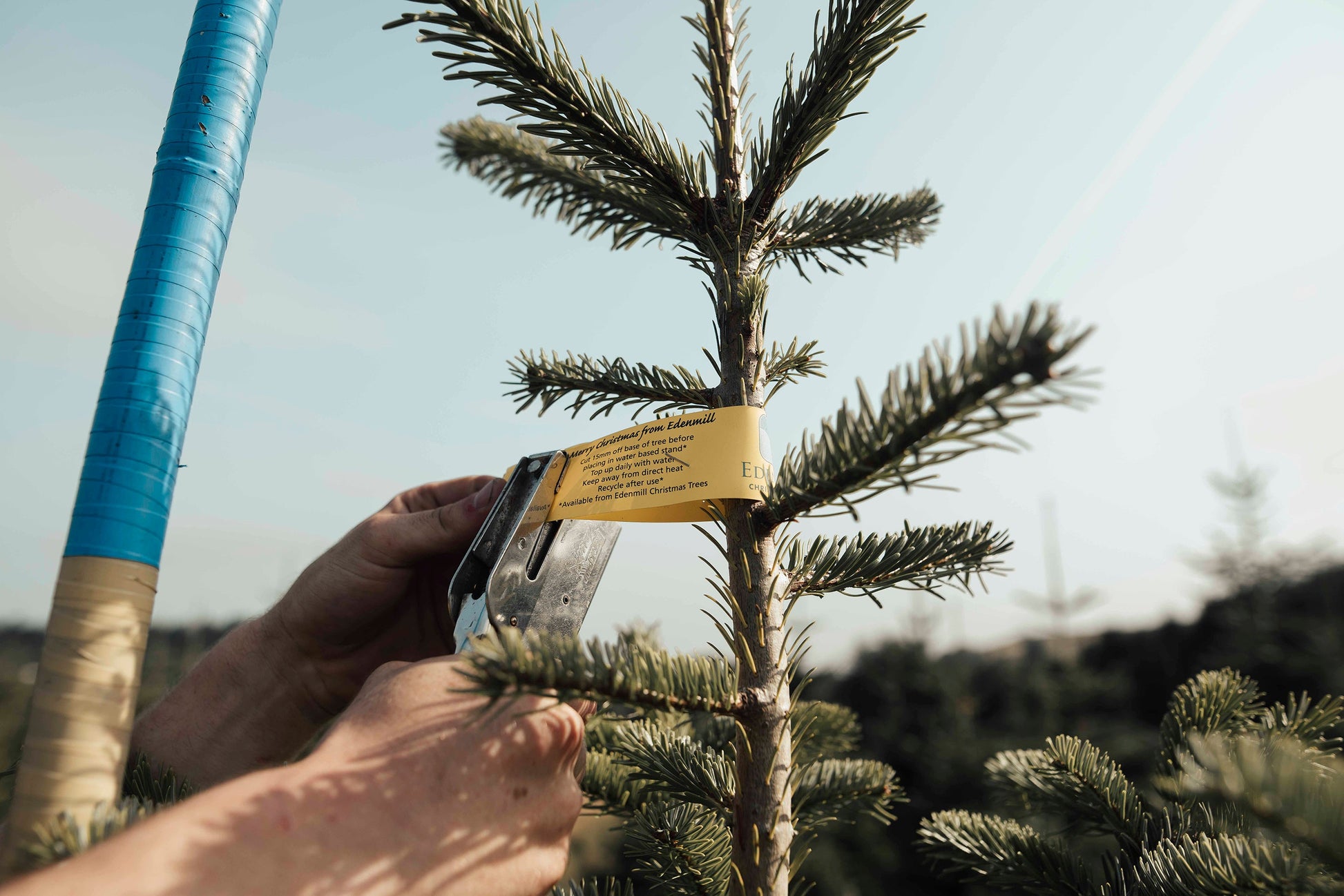 Real Christmas Tree being labelled at Edenmill