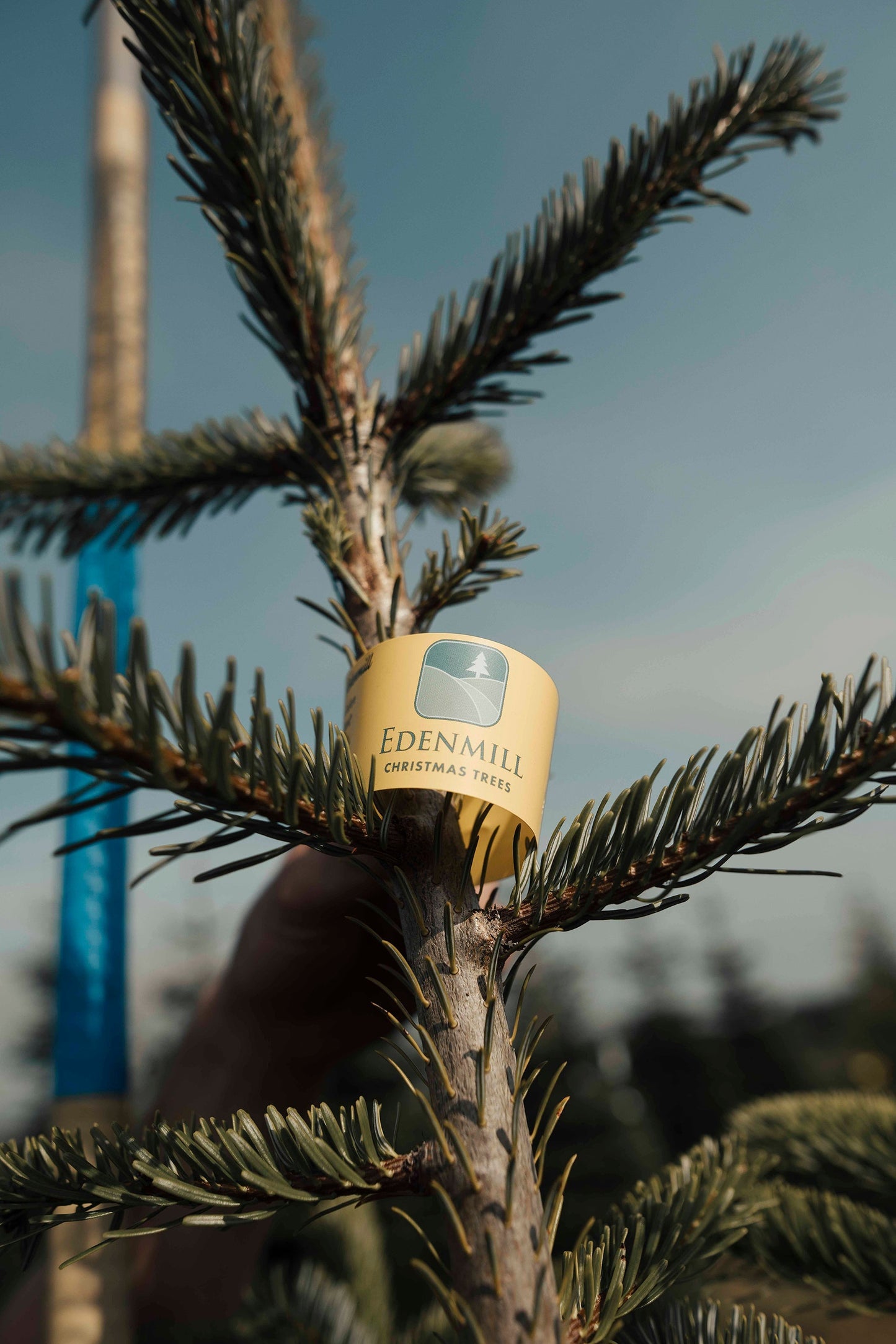 A Edenmill label on a Christmas Tree