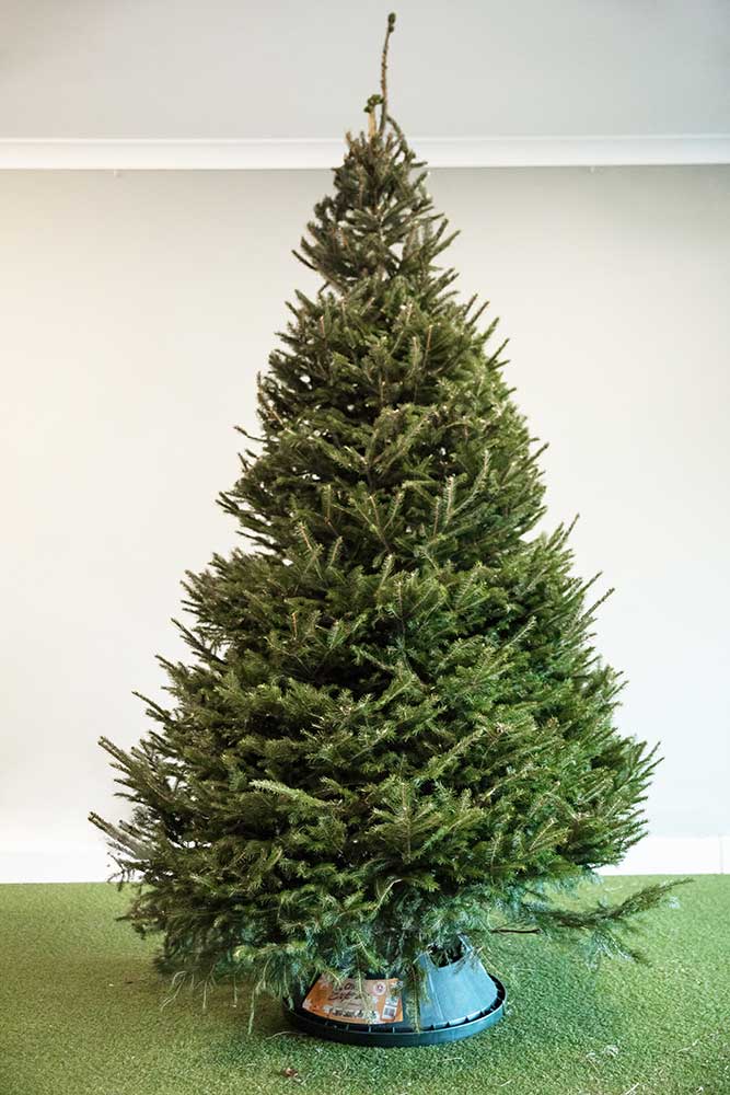 An Edenmill Norway Spruce