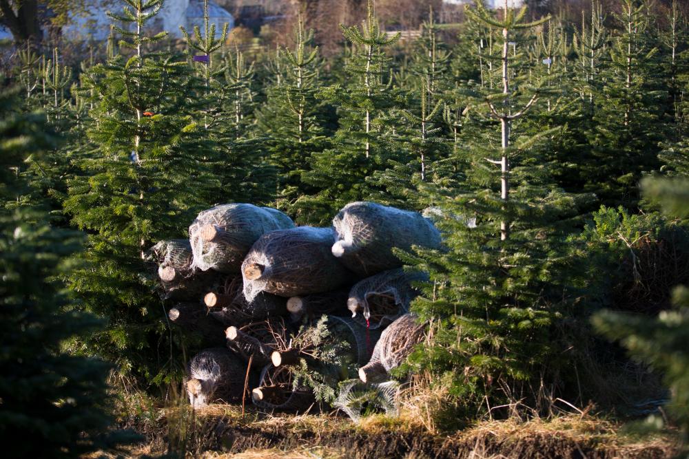 Several freshly cut Edenmill Trees