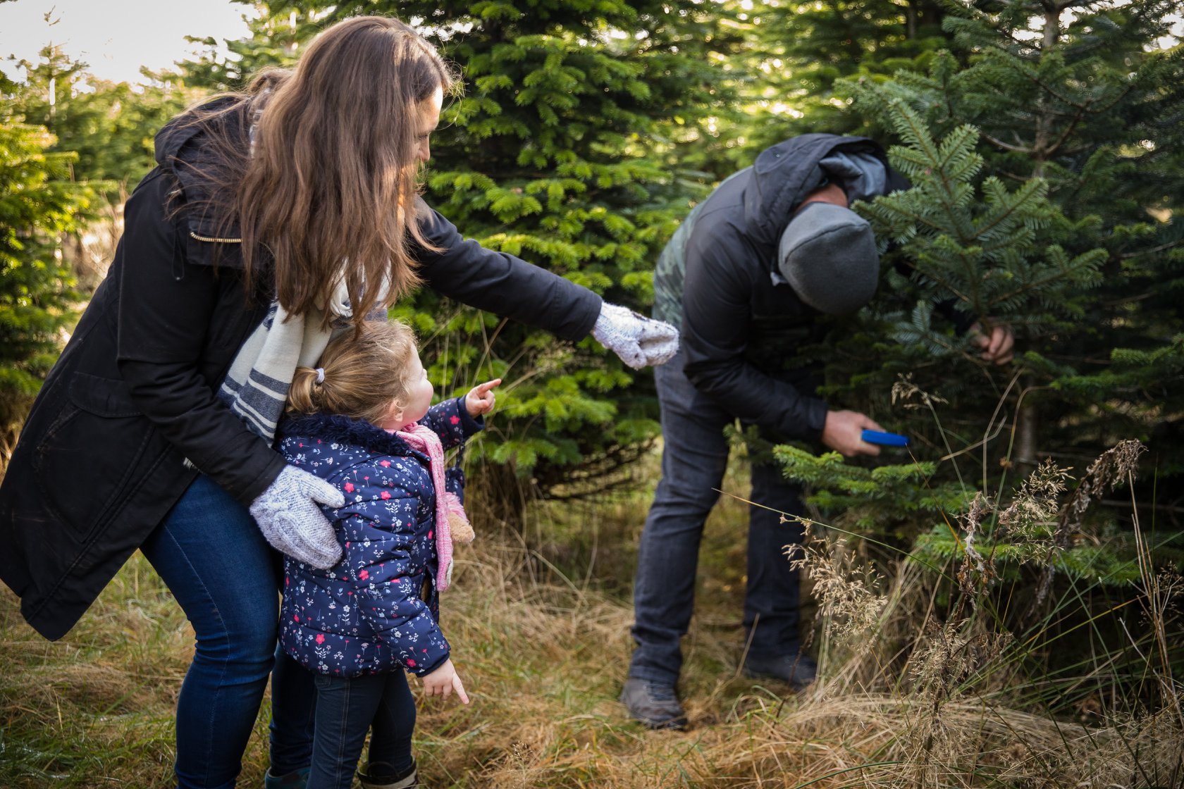 Cut your own Christmas Tree experience