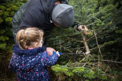 Cutting your own Christmas tree