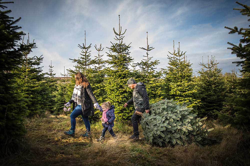 Load video: Cut your own Christmas Tree Experience