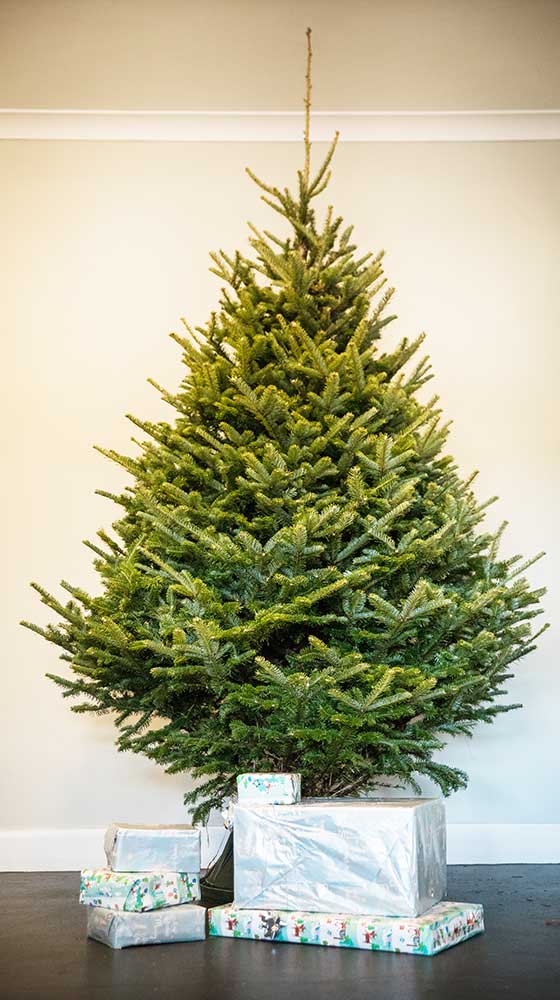 An Edenmill Frasir Fir