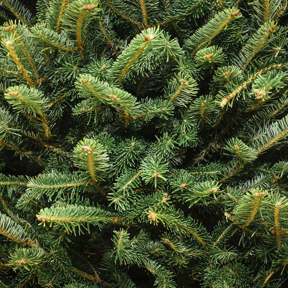 Close-up of Nordmann Fir Needles