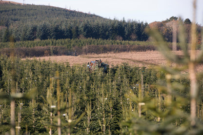 Fraser Fir - Real Christmas Tree