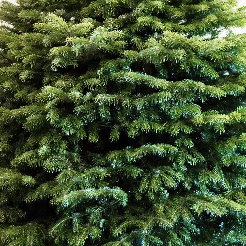 Needles of a Nordmann Fir