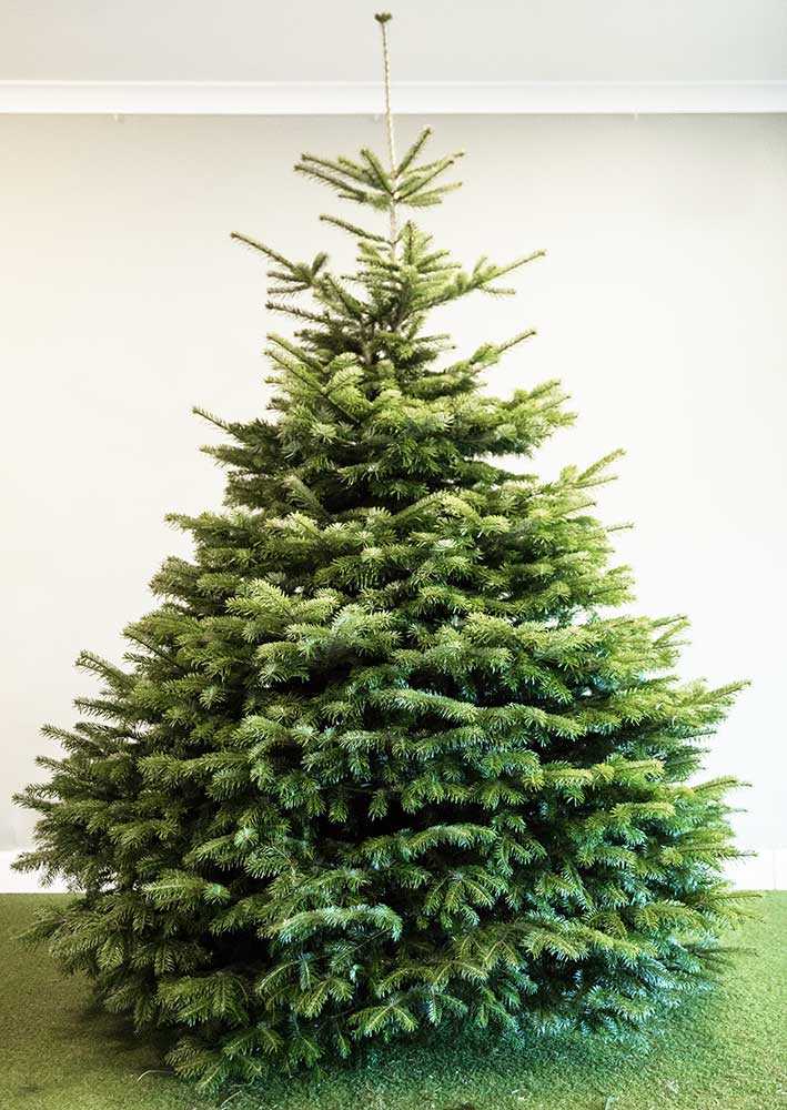 An Edemill Nordmann Fir