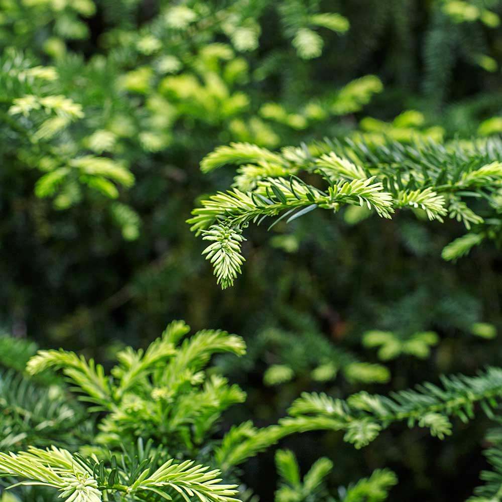 Close-up of Scots Pine Christmas Tree